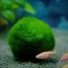 6Pcs Moss Balls Natural Green Moss Balls Live Aquarium Plants 1.2-1.6 inch Artificial Seaweed Ball Plants Water Grass Shrimp Water Grass Balls for Fish Tank Terrarium - Buy Online on GoSupps.com