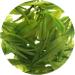 GOARTEA Th Vert - 100g (3.5 Oz) Supreme Anji Bai Cha Long Jing White Dragon Well Loose Spring Leaf Chinese GREEN TEA VERT - Buy Online on GoSupps.com