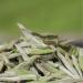 G teau au th blanc chinois Fuding 300g vieux th blanc naturel aiguille en argent biologique - Buy Online on GoSupps.com