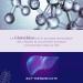 Nivelhepa 40 Capsules | Milk Thistle Artichoke Extract Choline Chlorella SAMe and Glutathione | Liver Protection and Detoxification | Liver Detox Api-Nature - Buy Online on GoSupps.com