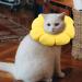 Luckious Brand Cat Recovery Collar - Cute Sunflower Neck Cone for Cats After Surgery Adjustable Cat Collar Recovery - Buy Online on GoSupps.com
