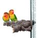 HappyBird Natural Cork Bird Perch - Large for Parrots Cockatoos & Macaws | Eco-Friendly Bird Accessories - Buy Online on GoSupps.com