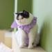 Yeapeeto Cat Recovery Suit | E-Collar Substitute for Cats | Prevent Licking Abdominal Wounds | Breathable & Warm After Surgery | Purple S - Buy Online on GoSupps.com
