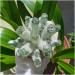 Natural Crystal Rough Stone Crafts Green Ghost Phantom Quartz Crystal Cluster Specimen (Size : 300-400g) - Buy Online on GoSupps.com