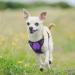 Rabbitgoo Dog Harness for Small Dogs - No Pull Adjustable Control Vest - Breathable Reflective Stripes - Safe Guide - Purple XS - 1 Pack - Buy Online on GoSupps.com