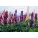 Sowing the Right Seeds: 2000 Heirloom Non-GMO Russell Lupine Seeds for Planting - Perfect for Gardening & International Shipping - Buy Online on GoSupps.com