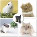 Rabbit Hay Feeder Bag Small Animal Hanging Feeder Sack Oxford Cloth Fabric Guinea Pig Hay Feeder for Rabbit Guinea Chinchilla Black - Buy Online on GoSupps.com