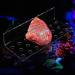 Cikonielf Magnetic Coral Rack Holder - 23 Hole Transparent Acrylic Aquarium Coral Bracket for Marine Tanks - Buy Online on GoSupps.com