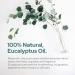 Plant of Life Essential Oil - 100% Pure and Natural - Therapeutic Grade Essential Oil with Dropper (Eucalyptus 2 oz (60mL)) - Buy Online on GoSupps.com