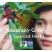 Bravo Tea Hair Regrowth Herbal Tea - Caffeine-Free | 20 Tea Bags for Healthy Hair - Buy Online on GoSupps.com