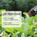 Jasmine Essential Oil - 10ml by GREENSLEEVES | Pure & Natural - Buy Online on GoSupps.com