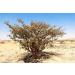 USDA Certified Organic Frankincense Essential Oil - 100% Pure Boswellia Serrata Extract - Topical & Diffuser Use - Anti-Aging Benefits - 10 ml - Buy Online on GoSupps.com