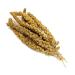 Millet Sprays x 10 Premium Cage Bird Food Seed Natural 10 count (Pack of 1)
