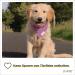 Piupet Stylish Dog Cloth Set | 2 Dog Hair Towels & Neckerchief for Big & Small Dogs | 58x40x40cm | Purple/Pink | International Shipping Available - Buy Online on GoSupps.com