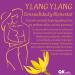 Sensual Tantra Massage Oil - Ylang Ylang Bio Oil 200ml | Premium Body Massage Oil for Relaxing & Enjoyable Massages - Buy Online on GoSupps.com