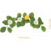 HOMSFOU 4 Pcs Simulation Lemon Pendant Dried Lemon Slices Decorative with Lemon Artificial Greenery Hanging Lemon Garland Flower Decor Leaves Room Decor Wall Hanging Fruit Plastic Yellowx2pcs 38x10cmx2pcs - Buy Online on GoSupps.com
