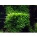 Taxiphyllum barbieri (Java Moss) - Buy Online on GoSupps.com