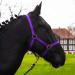 Halter for horse warm blood thoroughbred cold blood - stable halter pasture 2 compartment adjustable to chin straps and neck pieces safe & tearproof (purple shetland pony (shetty)) Lila Shetland pony (shetty)