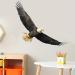 Ambitious Bald Eagle Wall Stickers - Stunning Flying Decals for Bedroom & Office Decor - Buy Online on GoSupps.com