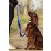 Police style dog training lead 6ft Multiple colours (Blue) - Buy Online on GoSupps.com