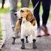 Kooltail Non-Slip Waterproof Dog Socks - Outdoor Dog Shoes with Pfot Protection & Traction Control for Hardwood Floors - Medium Gray - Buy Online on GoSupps.com