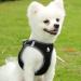 TRUE LOVE Soft Air Mesh Dog Harness | Adjustable Reflective Pet Vest for Small/Medium Breeds - Black (Medium) - Buy Online on GoSupps.com
