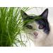 Buy Common Cat Grass (Cyperus alternifolius Zumula) - Premium Quality for Healthy Cats | International Shipping Available - Buy Online on GoSupps.com