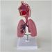 Human Lung Model Human Nasal Cavity Throat Anatomy Model Lung Model Teaching Tool Study Tools for Anatomy and Physiology Students Display Teaching Tool - Buy Online on GoSupps.com