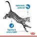 Royal Canin Indoor Sterilised in Soet | Double Pack | 2 x 12 x 85 g | Complete Food for Adult Cats Living Indoors - Buy Online on GoSupps.com