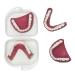 Human teeth model - dental prostheses model for older people - denture removal wear demonstration toothbrush cleaning set