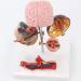 Diabetic Heart Kidney Organ Model PVC Diabetes Pathology Model 5 Removable Parts Eyeball Hear Kidney Vessel Foot Thrombosis Diabetic Fundus School Education Learning Collectibles - Buy Online on GoSupps.com