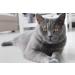 Buy Bentokitty Natural Clumping Cat Litter 10L - Fine-Grained Bentonite for Sensitive Paws | Eco-Friendly 1-Pack - Buy Online on GoSupps.com