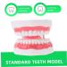 Ultechnovo 2 STK Educational Tooth Model - 3D Dental Teaching Toy for Kids & Adults - Perfect for Learning About Teeth! - Buy Online on GoSupps.com