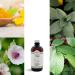Digi (240 ML) - Natural Herbal Product (Cats and Dogs) to Improve The Health of The Digestive Tract Support The gastrointestinal mucosa Promote Good Digestion. - Buy Online on GoSupps.com