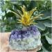 Natural Amethyst Quartz Cluster Crystal Pineapple Specimen Stones Natural Luster - Buy Online on GoSupps.com