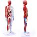 85Cm Male Acupuncture Manikin Human Body Model with Pressure Point and Twelve Meridians for Study Teaching Supplies Meridian Acupuncture Point Model - Buy Online on GoSupps.com