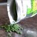 Chlorella Tablets Mega-Pack 1000 - Raw Cracked Cell, Non-GMO, 100% Pure Pyrensoidosa - High Protein Superfood with Chlorophyll & Nucleic Acids - No Fillers - Buy Online on GoSupps.com