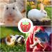 Rabbit Hay Feeder Bag Rabbit Hay Holder Small Animals Hay Feeder Bag Hanging Feeding Storage Guinea Pig Hay Feeder Bag Rabbit Feeder Fabric Bag for Bunny Hamster Guinea Pig - Buy Online on GoSupps.com