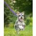 Taglory Reflective Dog Leash for Medium & Large Dogs | Padded Handle Supports 10-75 kg | 1.8m x 2.5cm | Purple | Ideal for Comfortable Walking - Buy Online on GoSupps.com