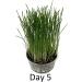 Catomwise Eco Cat Grass Kit x 2 | Organic Cat Grass Kit with PLA Bowls | Ideal for Indoor and Outdoor Cats - Buy Online on GoSupps.com
