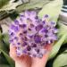 Natural Quartz Crystal 1pc Green Ghost Phantom Quartz Crystal Cluster Violet Rock Stones and Crystals Specimen Synthetic Quartz Home Office Decor ningxiao (Color : Purple Size : 300-350g) 300-350g Purple - Buy Online on GoSupps.com