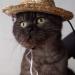Shop U-M Pet Dog & Cat Straw Hat | Durable Bauer Style Costume | 14cm x 14cm - Buy Online on GoSupps.com
