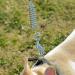 Buy Mi Metty 10ft Dog Tie Out Line - Shock-Damping Spring Leash for Medium to Large Dogs - Blue Perfect for Courtyards - International Shipping Available - Buy Online on GoSupps.com
