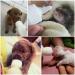 Taihe 60ml Pet Baby Bottle Kit - Durable Silicone Milk Feeder for Newborn Puppies & Kittens - Buy Online on GoSupps.com