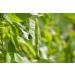 Organic Navy Beans 15 Pounds - Non-GMO, Kosher, Raw, Vegan | Bulk 15 lb Pack - Buy Online on GoSupps.com