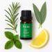 Greenkanto Focus Essential Oil Blend 100% Pure & Natural. Rosemary Peppermint & Lemon Natural for Clarity & Energy - 10 ml - Buy Online on GoSupps.com