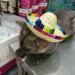 1 PCS Pet Straw Hat Funny Mini Mexican Hats Mexican Sombrero Cap Dog Sombrero Hat for Fiesta Carnival Mexican Theme Party Decorations Dogs Cats Party Favors - Buy Online on GoSupps.com