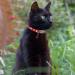 Tagme Personalized Cat Neck Band - Adjustable Collar with Safety Closure & Custom Name/Phone - 2-Pack Red (18-28 cm) - Buy Online on GoSupps.com