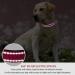 Reflective Neoprene Padded Dog Collar with Safety Locking Buckle - Hotpink, Small, 5/8 Width, Neck 10-14 - Buy Online on GoSupps.com