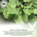 Nootropics Depot Ginkgo Biloba Extract Tablets | 120mg | 365 Count | Minimum 10% Kaempferol Glycoside + 2% Bilobalide | May Help Promote Cognitive & Cardiovascular Function 365 Count (Pack of 1) - Buy Online on GoSupps.com